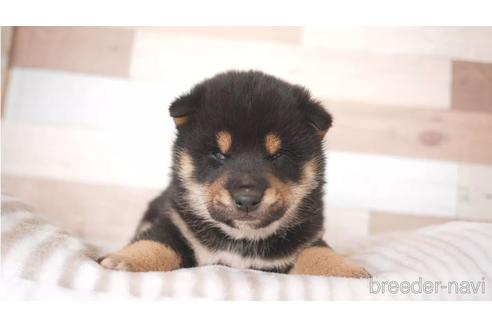 成約済の福岡県の柴犬-162812の1枚目