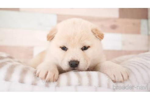 成約済の福岡県の柴犬-162813の1枚目