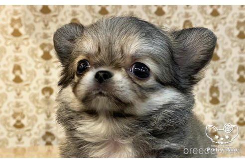 成約済の愛知県のチワワ(ロングコート)-162822