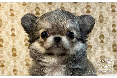 成約済の愛知県のチワワ(ロングコート)-162822の5枚目