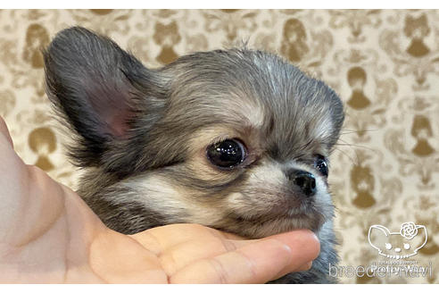 成約済の愛知県のチワワ(ロングコート)-162822の4枚目