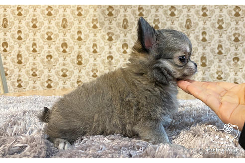 成約済の愛知県のチワワ(ロングコート)-162822の3枚目