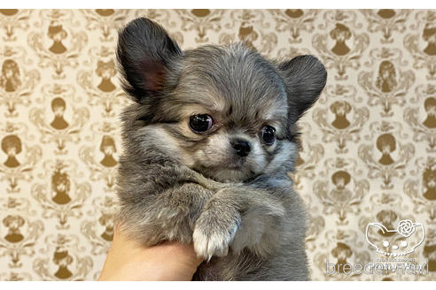 成約済の愛知県のチワワ(ロングコート)-162822の2枚目