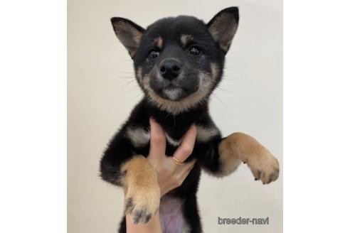 成約済の北海道の柴犬-159621の1枚目