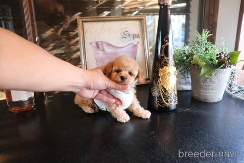 成約済の埼玉県のタイニープードル-162557の3枚目