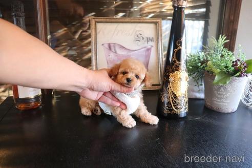 成約済の埼玉県のタイニープードル-162557の2枚目