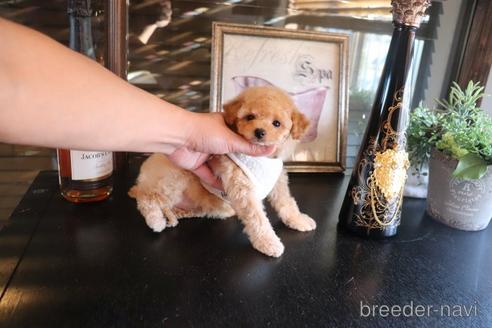 成約済の埼玉県のタイニープードル-162552の5枚目