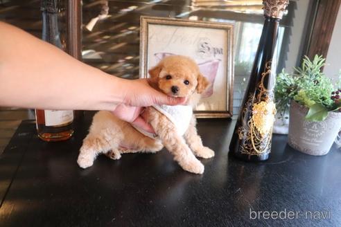 成約済の埼玉県のタイニープードル-162552の4枚目