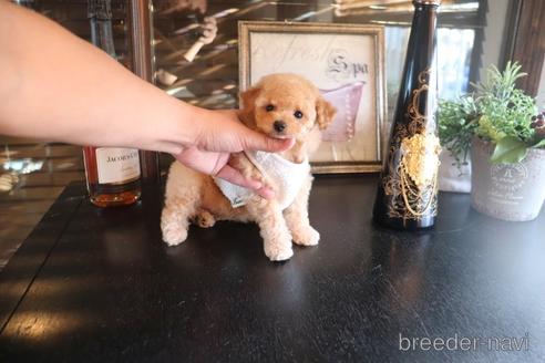 成約済の埼玉県のタイニープードル-162552の3枚目