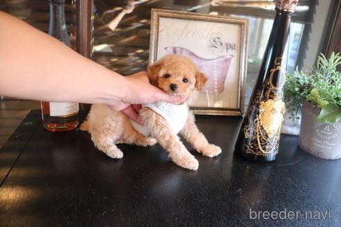 成約済の埼玉県のタイニープードル-162552の2枚目