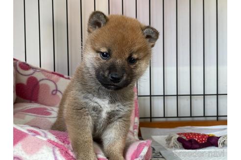 成約済の岡山県の柴犬-159249の1枚目