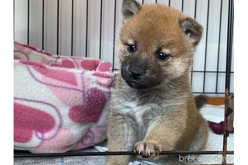 成約済の岡山県の柴犬-159249の5枚目