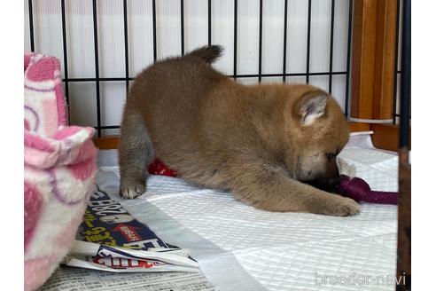成約済の岡山県の柴犬-159249の2枚目