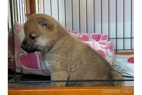 成約済の岡山県の柴犬-159249の3枚目