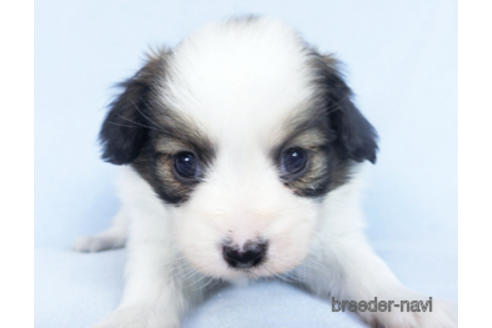 成約済の千葉県のパピヨン-162855