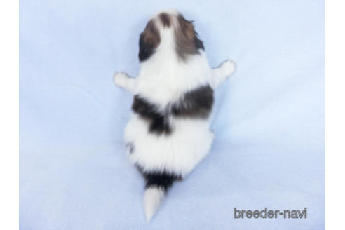 成約済の千葉県のパピヨン-162855の4枚目