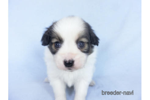 成約済の千葉県のパピヨン-162855の3枚目