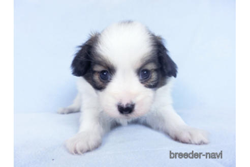 成約済の千葉県のパピヨン-162855の2枚目