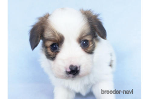 成約済の千葉県のパピヨン-162857の20枚目