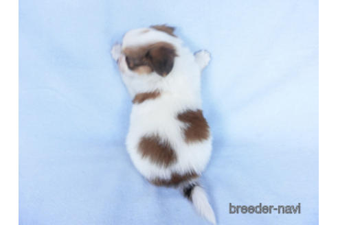 成約済の千葉県のパピヨン-162857の19枚目