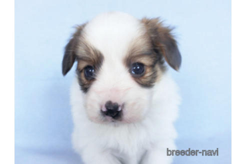 成約済の千葉県のパピヨン-162857の18枚目