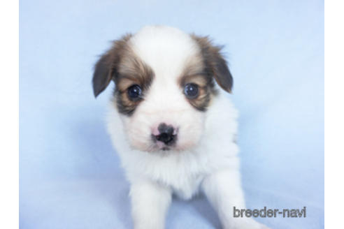 成約済の千葉県のパピヨン-162857の17枚目