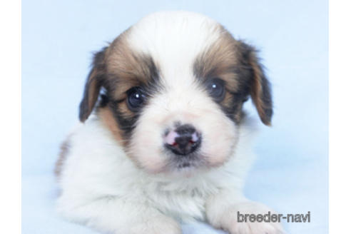 成約済の千葉県のパピヨン-162861の12枚目