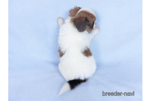 成約済の千葉県のパピヨン-162861の11枚目