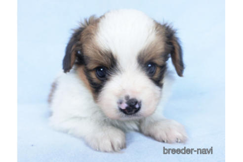 成約済の千葉県のパピヨン-162861の10枚目