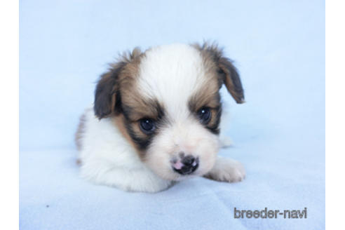 成約済の千葉県のパピヨン-162861の9枚目