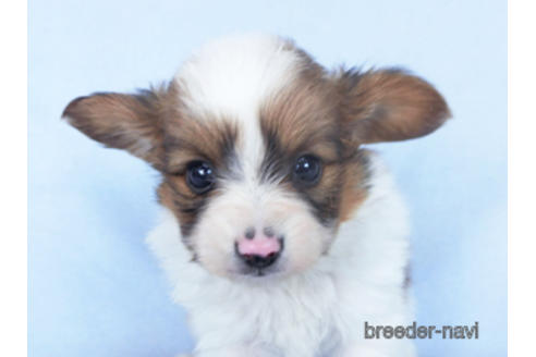 成約済の千葉県のパピヨン-162863の20枚目