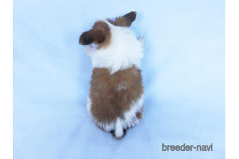 成約済の千葉県のパピヨン-162863の19枚目