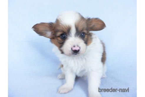 成約済の千葉県のパピヨン-162863の18枚目