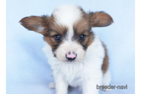 成約済の千葉県のパピヨン-162863の17枚目