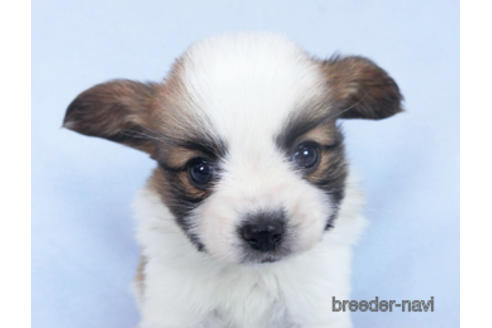 成約済の千葉県のパピヨン-162864の8枚目