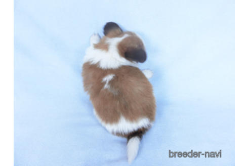 成約済の千葉県のパピヨン-162864の7枚目