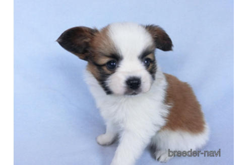 成約済の千葉県のパピヨン-162864の6枚目