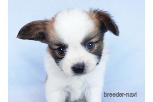 成約済の千葉県のパピヨン-162864の5枚目