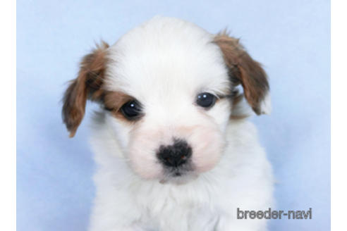 成約済の千葉県のパピヨン-162866の1枚目