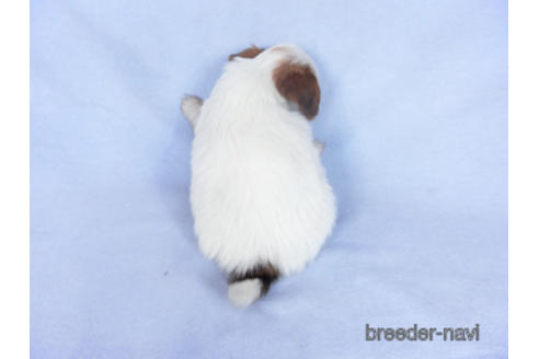 成約済の千葉県のパピヨン-162866の4枚目