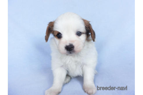 成約済の千葉県のパピヨン-162866の3枚目