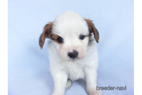 成約済の千葉県のパピヨン-162866の2枚目