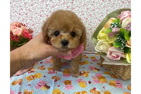 成約済の大阪府のティーカッププードル-162879の1枚目