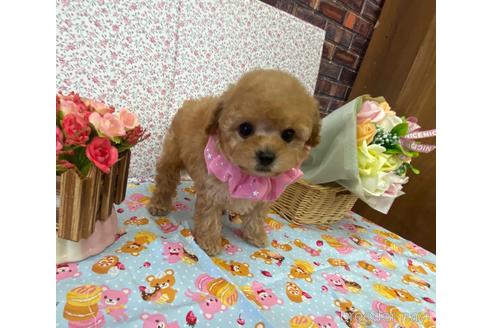 成約済の大阪府のティーカッププードル-162879の2枚目