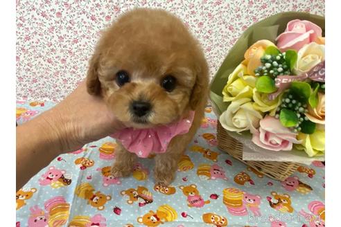 成約済の大阪府のティーカッププードル-162879の4枚目