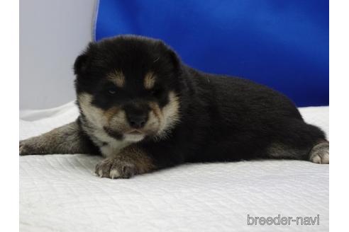 成約済の愛知県の柴犬-162939の2枚目