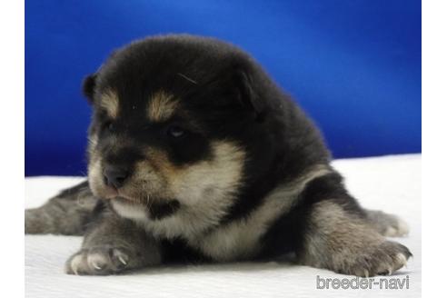 成約済の愛知県の柴犬-162939の4枚目