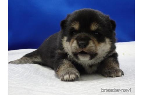 成約済の愛知県の柴犬-162939の3枚目