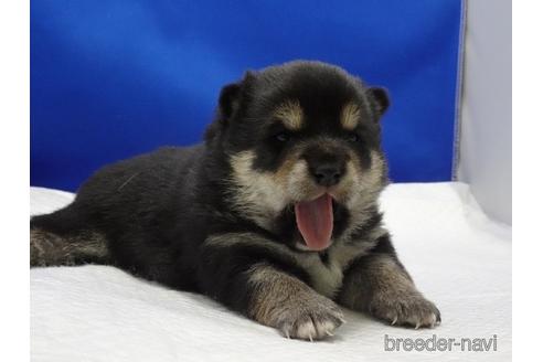 成約済の愛知県の柴犬-162939の5枚目