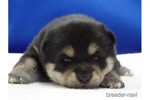 成約済の愛知県の柴犬-162939の1枚目